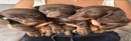Miniature Dachshund dogs for sale: Miniature Dachshund puppies  - Advert 1
