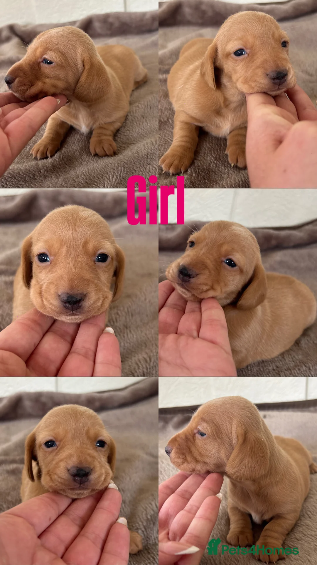 Dachshund dogs for sale: 7 gorgeous minature dachshund puppy’s🐶 - Advert 6