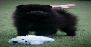 Pomeranian dogs - Advert 16