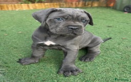 Cane Corso dogs for sale: Cane corso puppies  - Image 7