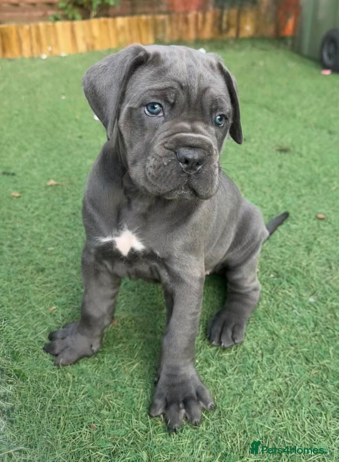 Cane Corso dogs for sale: Cane corso puppies  - Image 7