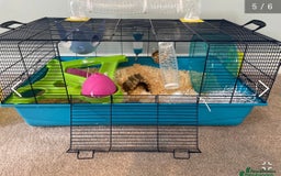 Hamster rodents for sale: Rolo our fluffy Syrian hamster  - Image 8