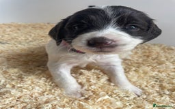 English Springer Spaniel dogs for sale: Working English springer spaniel puppies  - Image 17
