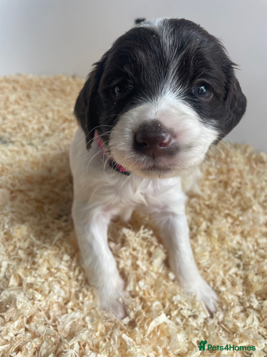 English Springer Spaniel dogs for sale: Working English springer spaniel puppies  - Image 17