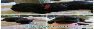 Cocker Spaniel 3
