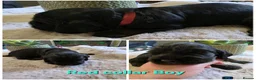 Cocker Spaniel dogs for sale: Stunning Show Type English Cocker Spaniel Puppies - Advert 8