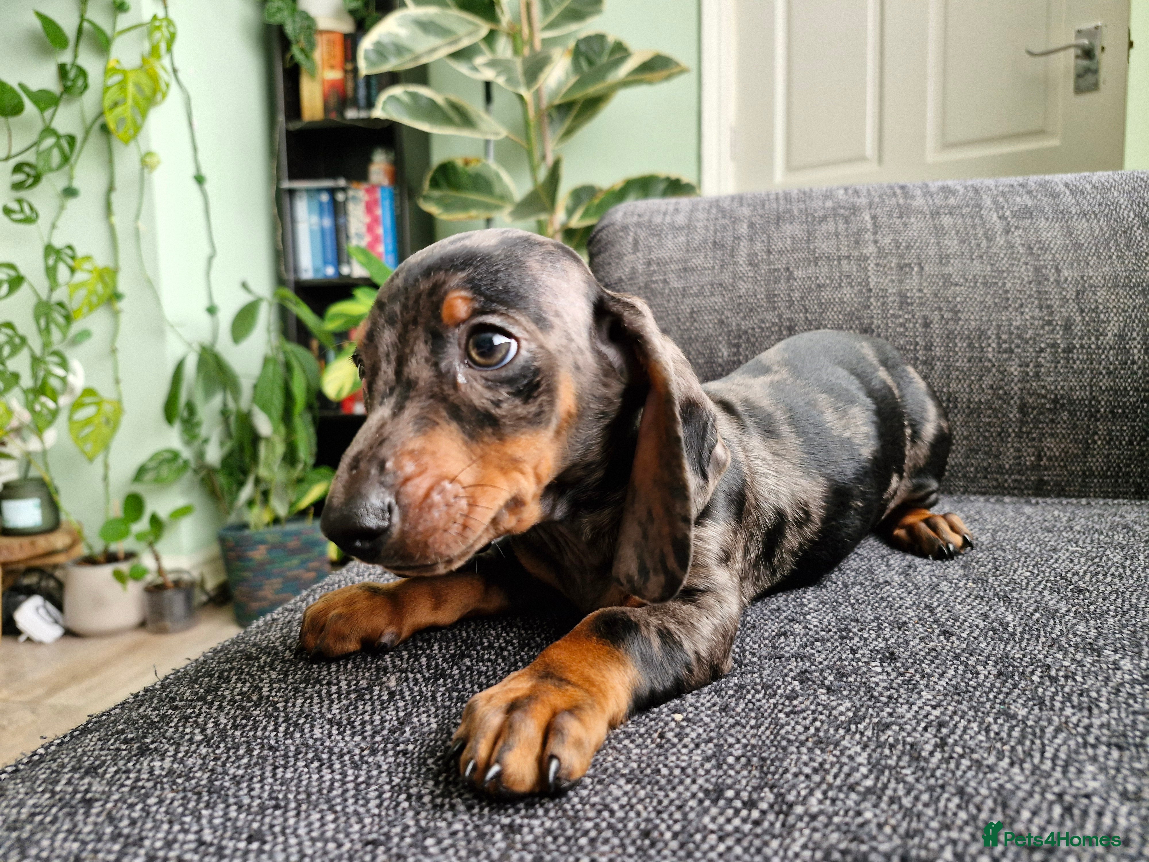 Dachshund dogs Ready now, Only the boy is still available.🧡💚🩵 - Advert 7