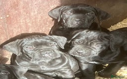 Cane Corso dogs for sale: Exceptional  - Image 12