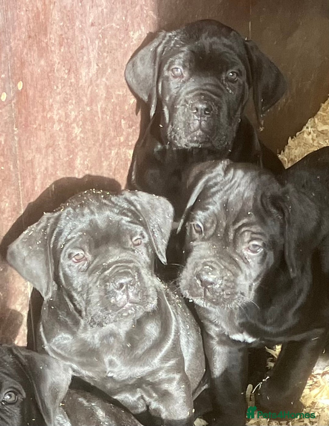 Cane Corso dogs for sale: Exceptional  - Image 12