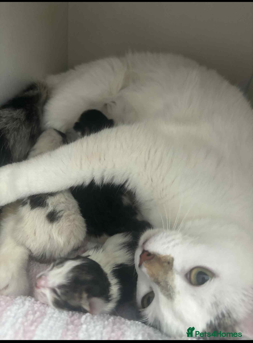 Mixed Breed cats for sale: Beautiful kittens  - Image 6