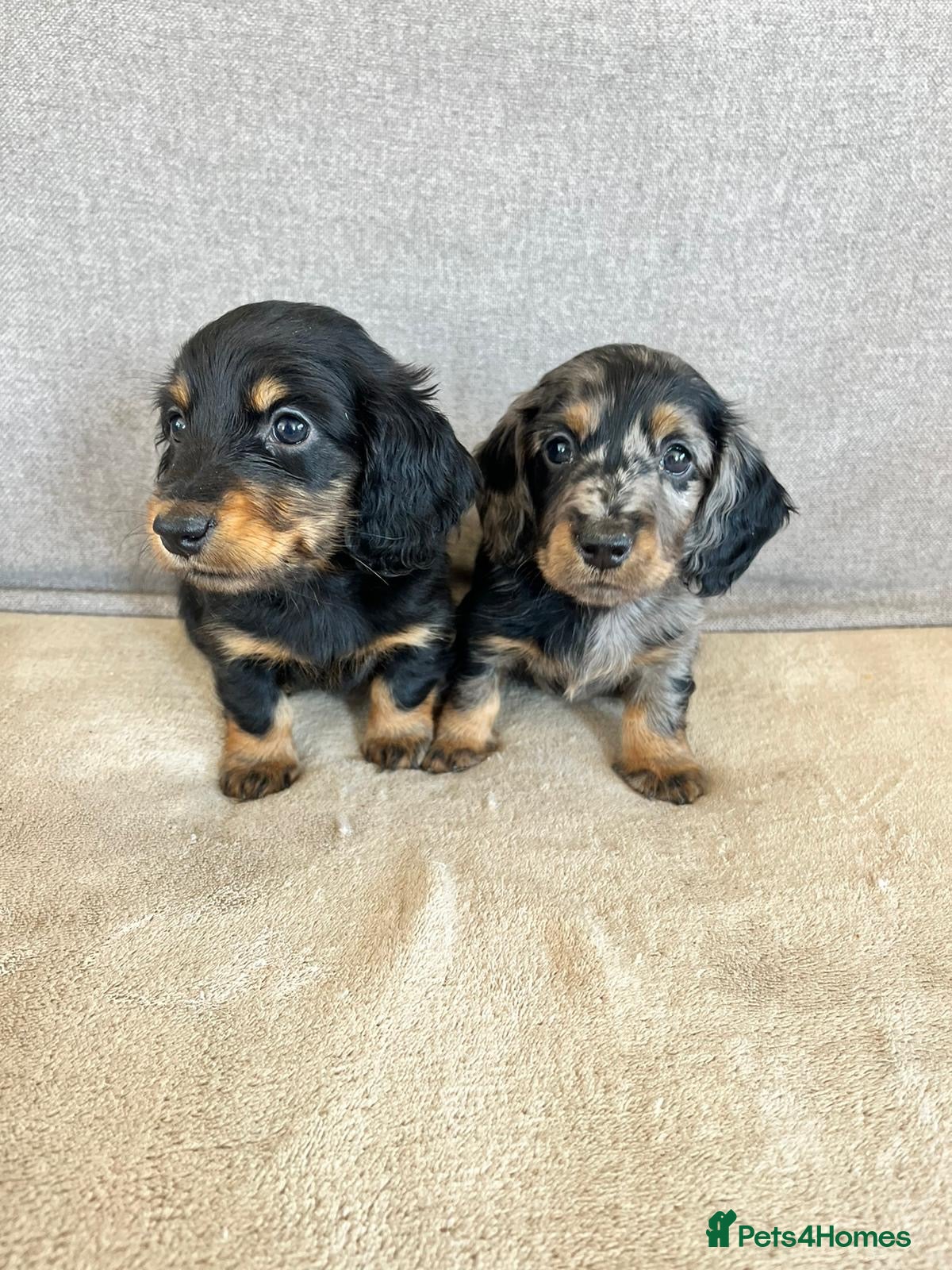 Miniature Dachshund dogs Stunning longhair miniature dachshunds - Advert 13