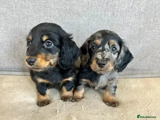 Miniature Dachshund dogs Stunning longhair miniature dachshunds - Advert 13