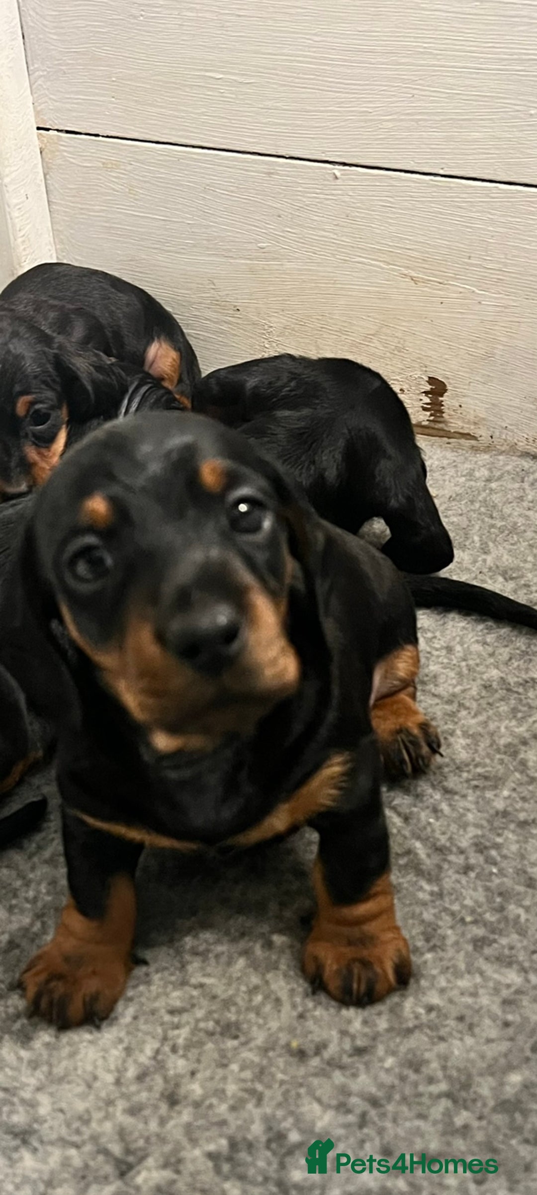 Miniature Dachshund dogs for sale: Miniature Short Hair Dacshund  - Advert 15