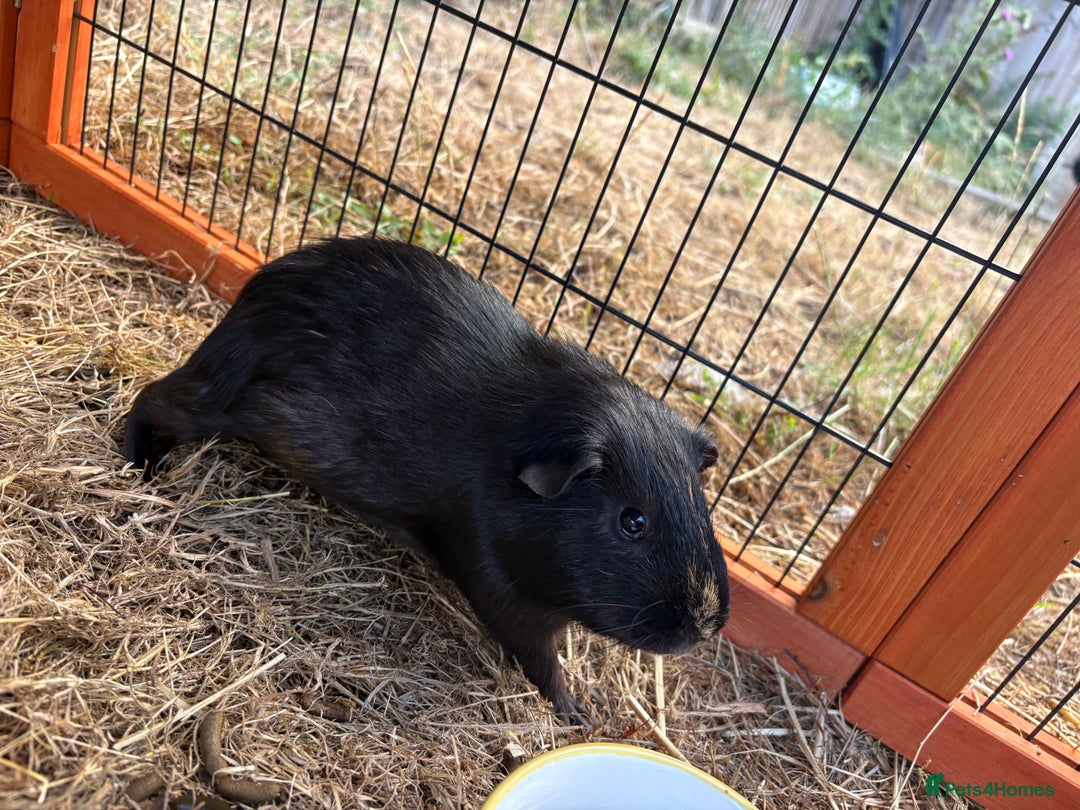 Guinea Pig rodents for sale: Sweet guinea pig boys to rehome. - Image 11