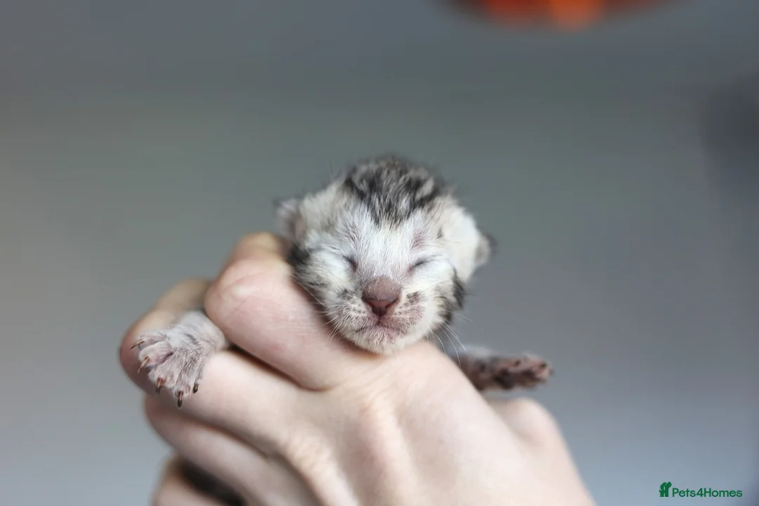 Bengal cats for sale: Magnificent Bloodline Bengals  - Advert 22