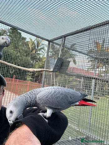 Parrots birds - Advert 1