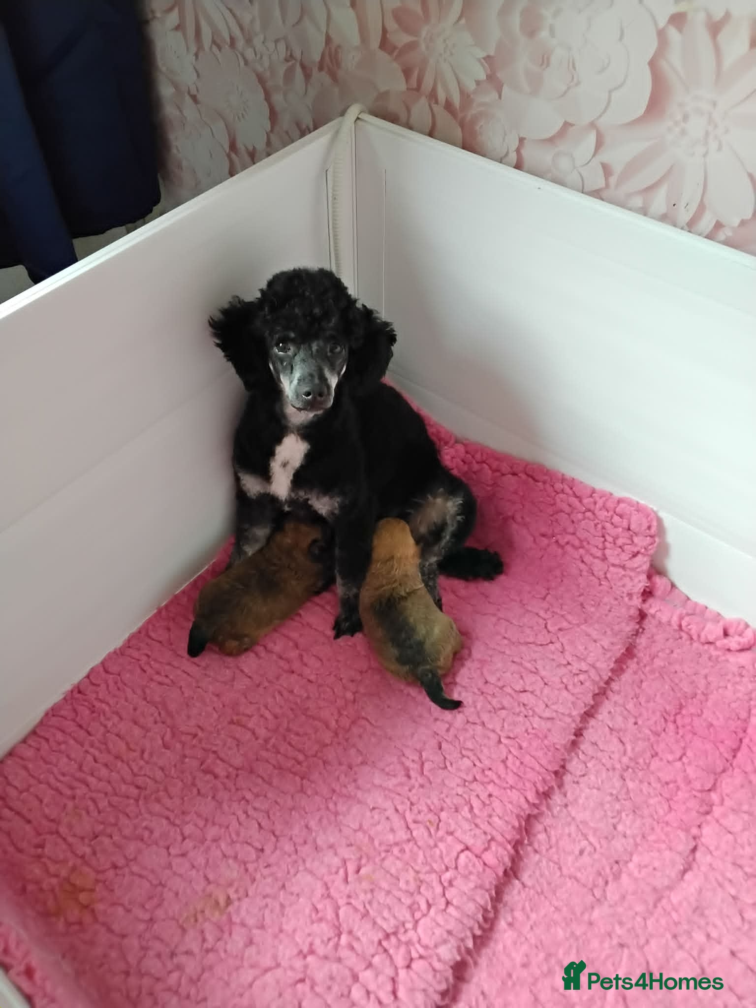 Chipoo dogs Beautiful F1 Chipoo Girls. Looking for 100% Homes. - Advert 1