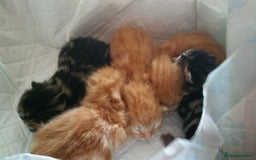 Mixed Breed cats for sale: Long Haired Maine Coon Type Kittens Mixed Breed :) - Image 9