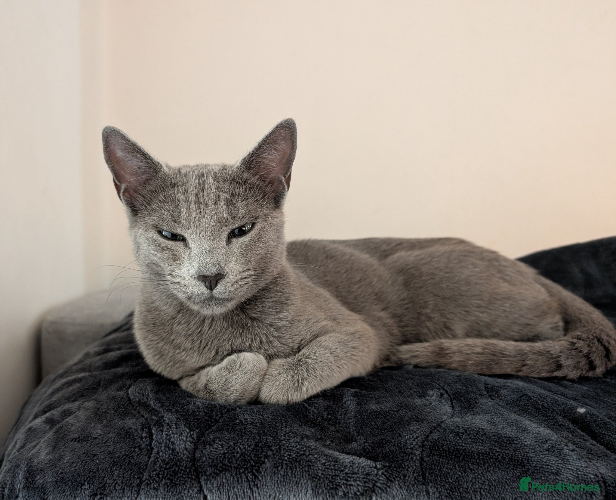 Russian Blue cats for sale: Snou is looking for the best forever home - Advert 4