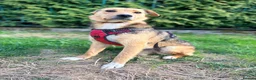 Mixed Breed dogs for adoption: ❤️🐶 STELLA – SHE BUILDS HER WORLD AROUND YOU in Burton-on-Trent - Advert 34