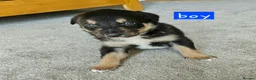 Border Collie dogs for sale: 🔥Unique tri border collie pups 🔥 - Advert 10