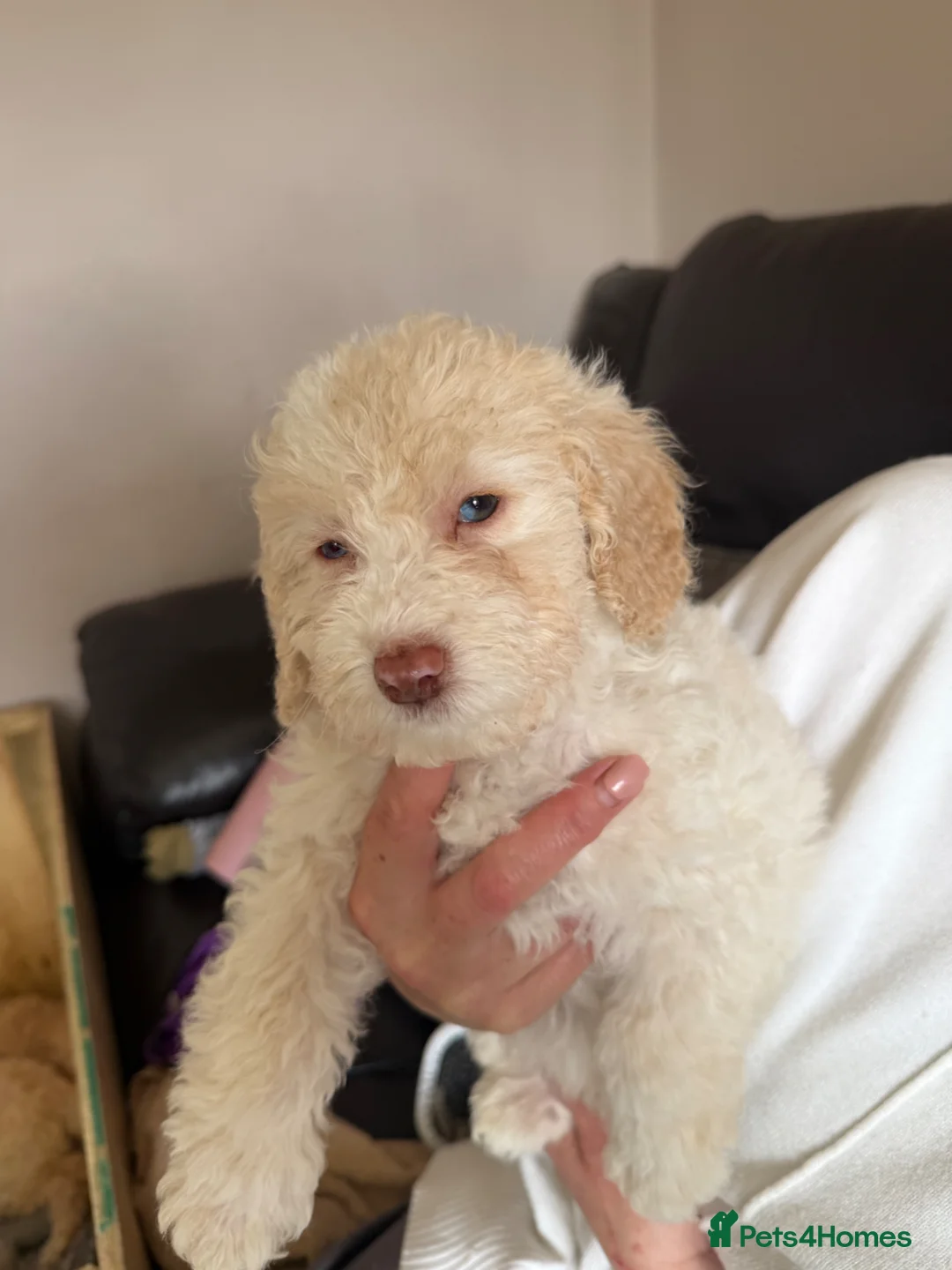 Cockapoo dogs for sale: Cockapoo puppies ready for their forever home  - Advert 13