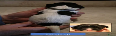 English Springer Spaniel 6