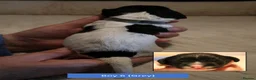 English Springer Spaniel dogs for sale: Health Tested English Springer Spaniel Puppies - Advert 7