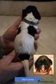 English Springer Spaniel 6
