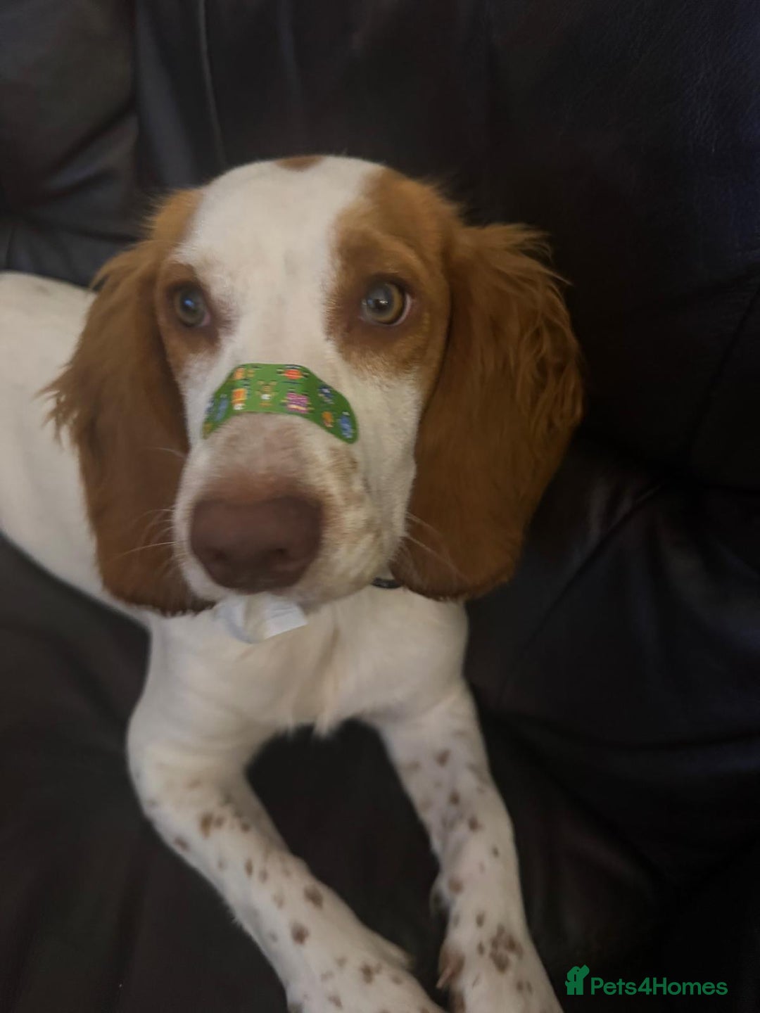 Cocker Spaniel dogs for sale: 11 Mnth Cocker Span Looking for Experienced Home - Advert 4