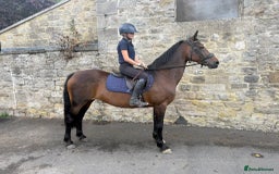 Riding pony horses for sale: SAFE SENSIBLE HAPPY HACKER - Image 7