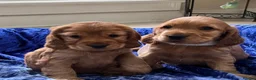 Cocker Spaniel dogs for sale: Showtype cocker spaniel puppies - Advert 1