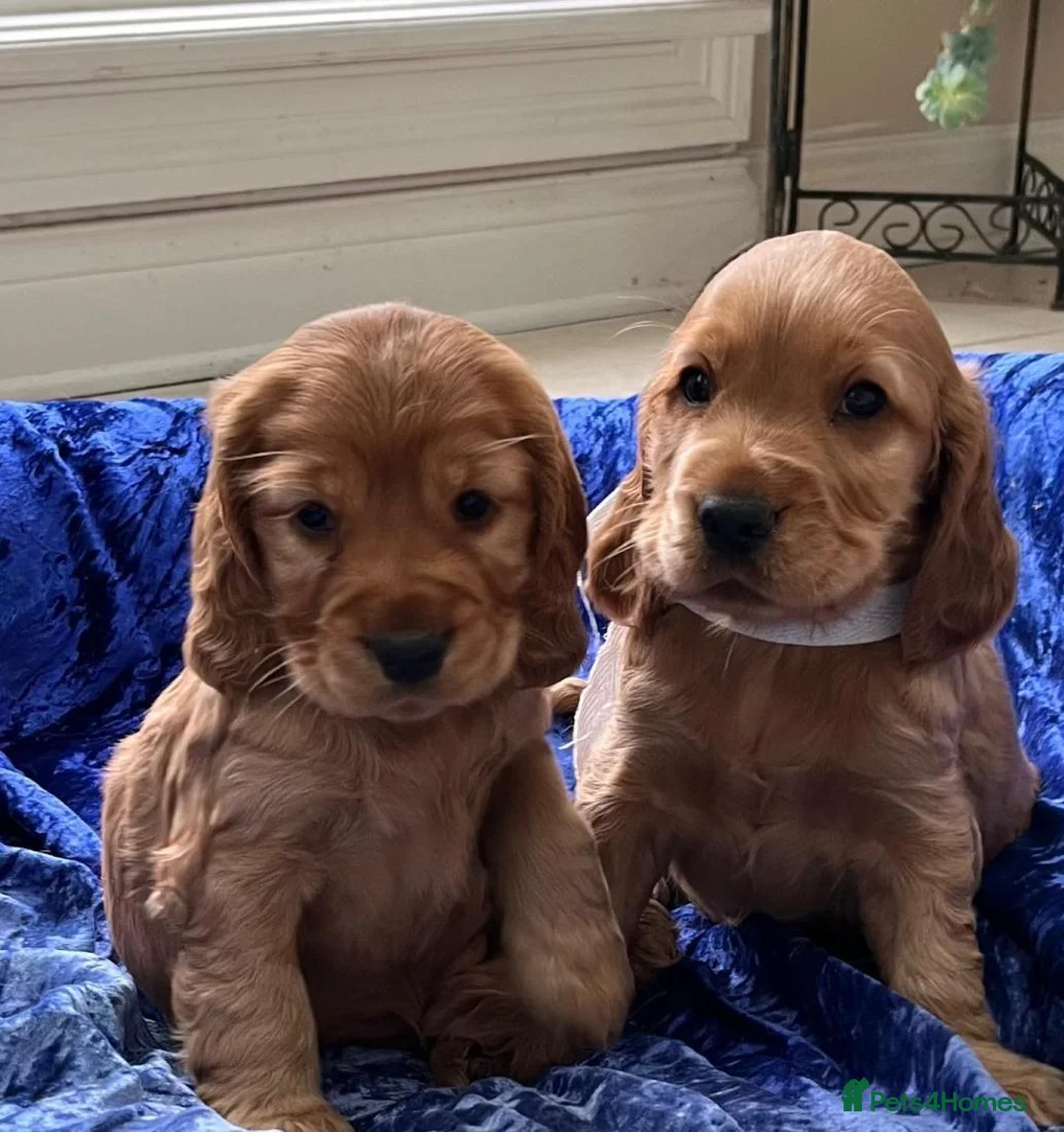 Cocker Spaniel dogs for sale: Showtype cocker spaniel puppies - Advert 1
