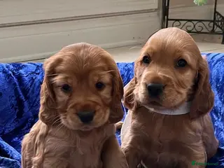 Cocker Spaniel dogs Showtype cocker spaniel puppies - Advert 6