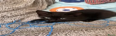 Maine Coon Kitten 2