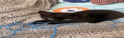 Maine Coon cats for sale: Maine coon x ragdoll - Advert 9