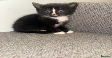 Mixed Breed cats - Advert 6