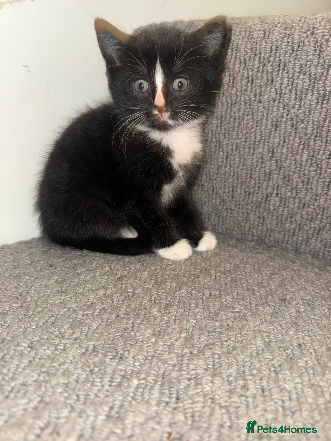 Mixed Breed cats for sale: 2 male kittens. Black and white remaining. - Image 2