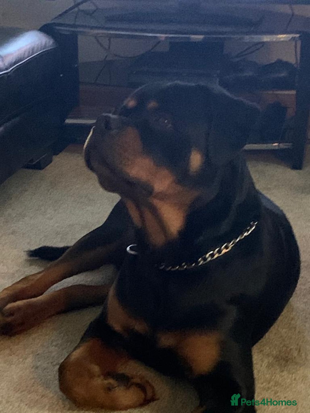 Rottweiler dogs for stud: BEAUTIFUL KC ROTTWEILER FOR STUD  - Advert 2