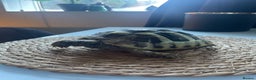 Hermann Tortoise reptiles for sale: Hermann Tortoise - Advert 2
