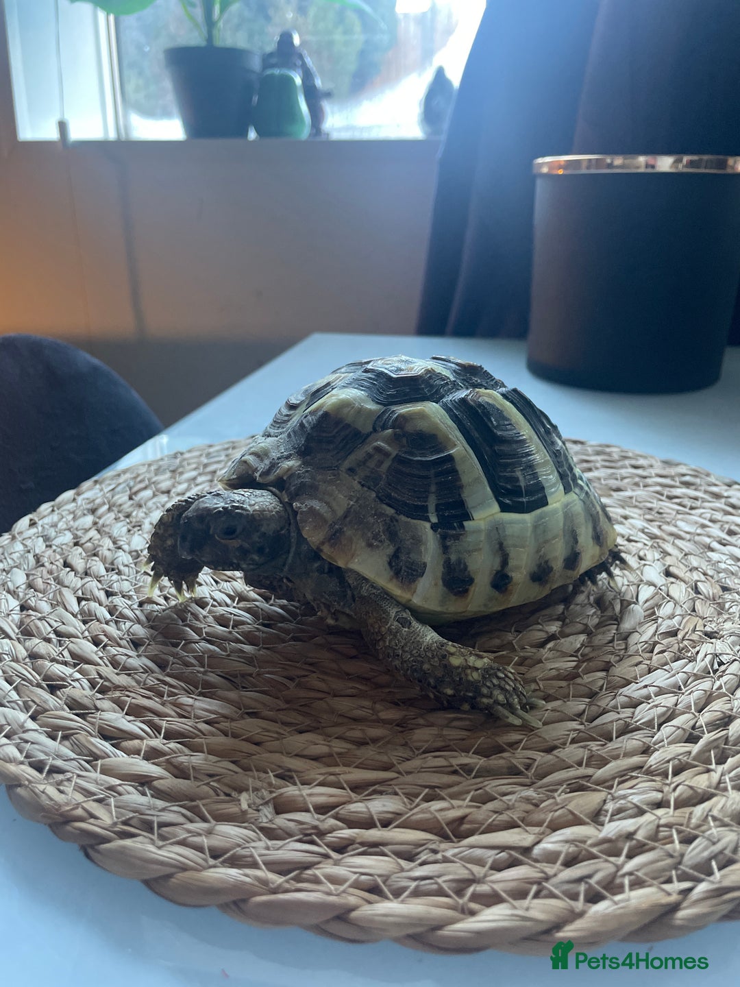 Hermann Tortoise reptiles for sale: Hermann Tortoise - Advert 2