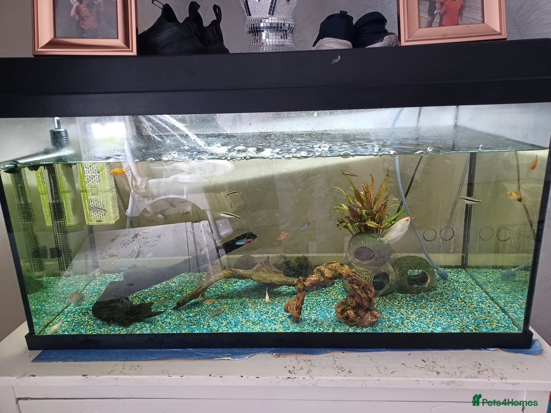 Other/Mixed Breed fish for sale: Fish tank and fish full set up need gone £40 - Image 4