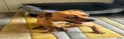 Mixed Breed dogs for adoption: Sweet Todor looking for LOVE - Advert 17
