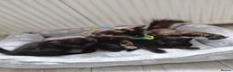 Mixed Breed cats for sale: Kittens - Advert 3