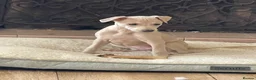 Mixed Breed dogs for sale: Wiggy’s  Whippet x Italian silver fawns - Advert 9