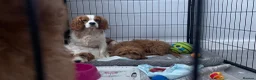 Cavapoo dogs for sale: ADORABLE CAVAPOO PUPPIES  - Advert 5