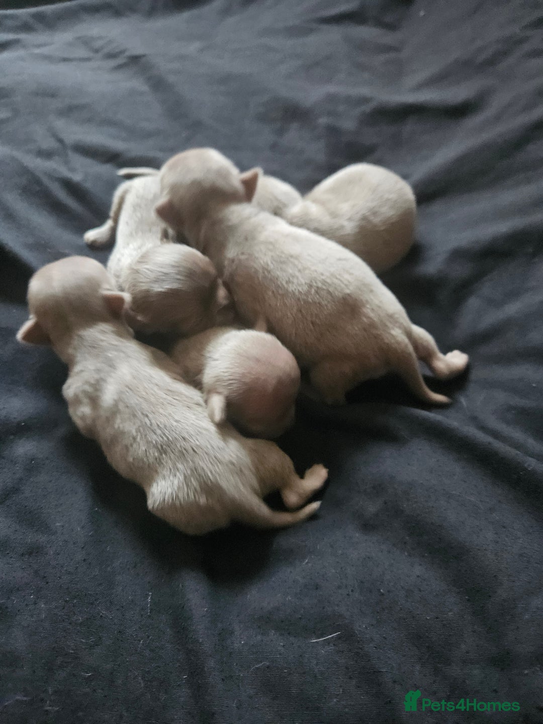 Chihuahua dogs for sale: Kc lilac small chihuahua  - Image 6