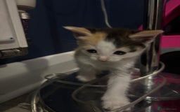 Mixed Breed cats for sale: Beautiful mixed colour kitten - Image 6
