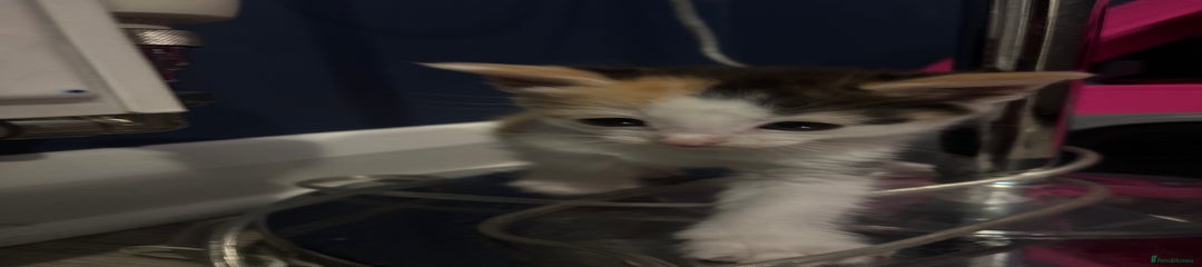 Mixed Breed Kitten 2