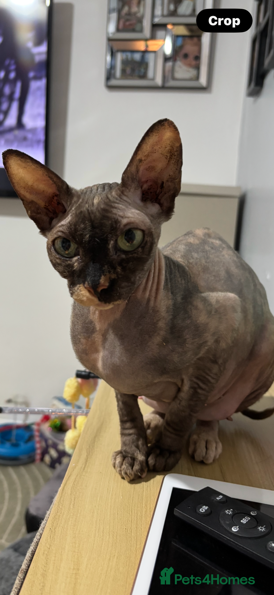 Sphynx cats canadian sphynx - Advert 7